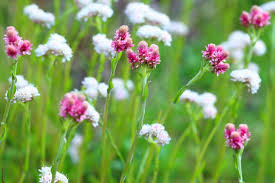 Attēlu rezultāti vaicājumam “Antennaria dioica leaf”