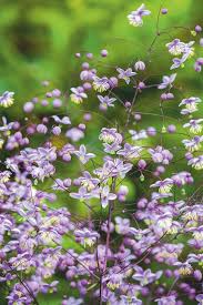 Attēlu rezultāti vaicājumam “Thalictrum lucidum leaf”
