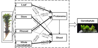 Attēlu rezultāti vaicājumam “Heterotrichia oerstedii (syn. Arcyria oerstedii) stalked”