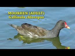 Attēlu rezultāti vaicājumam “Gallinula chloropus adult”