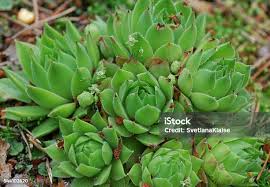 Attēlu rezultāti vaicājumam “Jovibarba globifera”