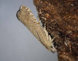 Attēlu rezultāti vaicājumam “Dichrorampha simpliciana”