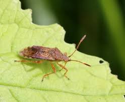 Attēlu rezultāti vaicājumam “Rhopalus maculatus imago”