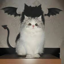 Image result for 這是什麼鬼