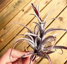 Attēlu rezultāti vaicājumam “Lophozia capitata”