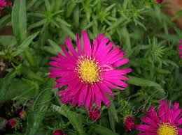 Image result for Aster amellus