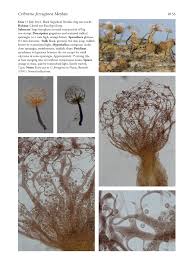 Attēlu rezultāti vaicājumam “Cribraria sp.”