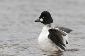 Attēlu rezultāti vaicājumam “Bucephala clangula”