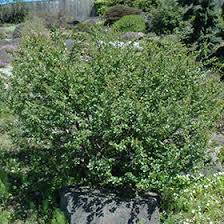 Attēlu rezultāti vaicājumam “Betula nana leaf”