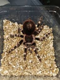 Znalezione obrazy dla zapytania geniculata