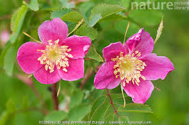 Attēlu rezultāti vaicājumam “Rosa villosa”