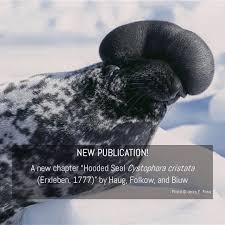 Image result for Cystophora cristata