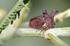 Attēlu rezultāti vaicājumam “Membracidae”