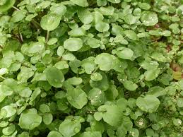 Image result for Rorippa nasturtium-aquaticum