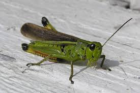 Attēlu rezultāti vaicājumam “Stethophyma grossum”