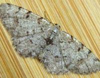 Attēlu rezultāti vaicājumam “Aethalura punctulata”