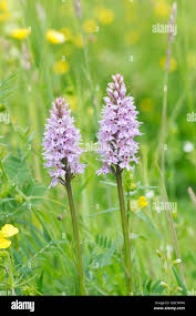 Attēlu rezultāti vaicājumam “Dactylorhiza fuchsii flower”