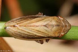 Attēlu rezultāti vaicājumam “Neophilaenus lineatus”