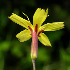 Attēlu rezultāti vaicājumam “Mycelis muralis leaf”