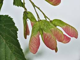 Attēlu rezultāti vaicājumam “Acer tataricum bud”