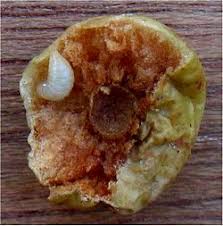 Attēlu rezultāti vaicājumam “Cynips quercusfolii”