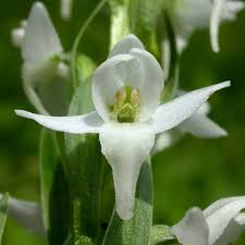 Attēlu rezultāti vaicājumam “Platanthera bifolia flower”