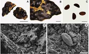 Attēlu rezultāti vaicājumam “Hypoxylon vogesiacum”