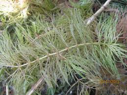 Attēlu rezultāti vaicājumam “Ceratophyllaceae”