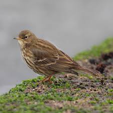 Attēlu rezultāti vaicājumam “Anthus petrosus”