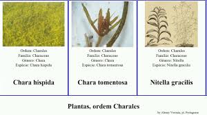 Attēlu rezultāti vaicājumam “Chara tomentosa”