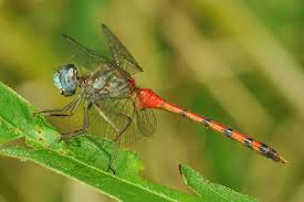 Attēlu rezultāti vaicājumam “Sympetrum”