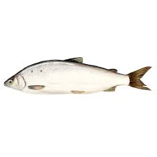 Image result for Coregonus clupeaformis