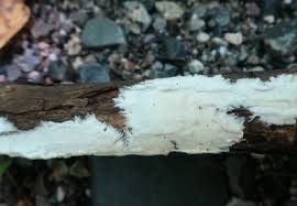 Attēlu rezultāti vaicājumam “Perenniporia medulla-panis”