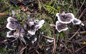 Attēlu rezultāti vaicājumam “Phellodon melaleucus”