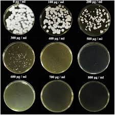 Attēlu rezultāti vaicājumam “Cordyceps farinosa”