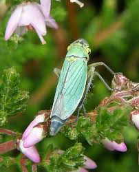 Attēlu rezultāti vaicājumam “Cicadella viridis”