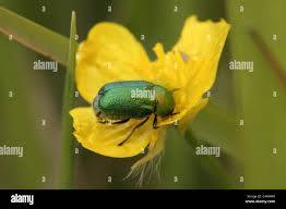 Attēlu rezultāti vaicājumam “Cryptocephalus aureolus, Cryptocephalus sericeus”