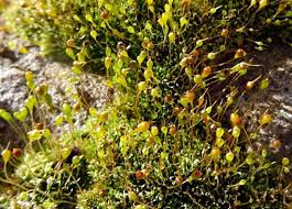 Attēlu rezultāti vaicājumam “Tortula truncata”