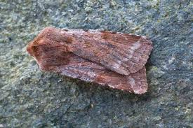 Attēlu rezultāti vaicājumam “Cerastis rubricosa”