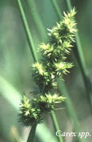 Attēlu rezultāti vaicājumam “Carex digitata fruit”