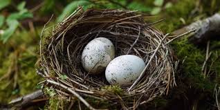 Attēlu rezultāti vaicājumam “Erithacus rubecula eggs”