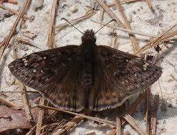 Attēlu rezultāti vaicājumam “Hesperiidae”