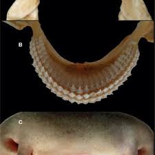 Image result for Ginglymostoma unami