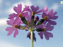 Attēlu rezultāti vaicājumam “Primula farinosa bud”