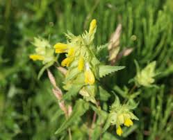 Attēlu rezultāti vaicājumam “Rhinanthus serotinus flower”