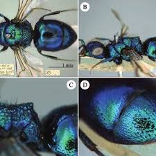 Attēlu rezultāti vaicājumam “Diderma effusum spores”