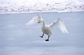 Attēlu rezultāti vaicājumam “Cygnus cygnus adult”