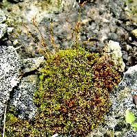 Attēlu rezultāti vaicājumam “Dichodontium pellucidum sporophyte”