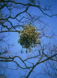 Attēlu rezultāti vaicājumam “Viscum album”