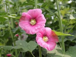 Attēlu rezultāti vaicājumam “Alcea rosea flower”